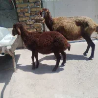 میش افشاری با بره نر 25کیلو