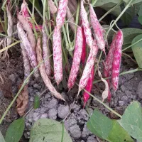 بذر لوبیا چیتی  ثمین بذر دستی