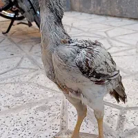 خروس