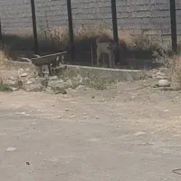 سگ نگهبان