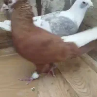 کبوتر رنگی|پرنده|سوسنگرد, |دیوار