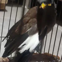 مرغ مینا یک جفت نر و ماده ۴۰ روزه