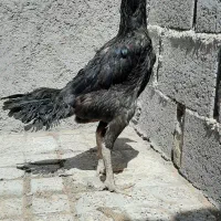 مرغ اوشامو ۱۰میلیون