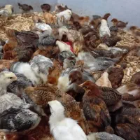 جوجه گلپایگان دورگه۲۰روزه