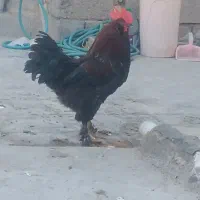 خروس پاپر