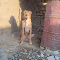 توله افغان