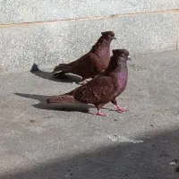 سرخ