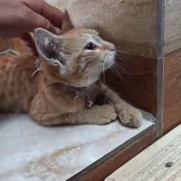 گربه پیداشده