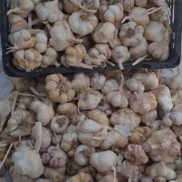 سیر خشک