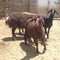 ۳عدد بره نر زیر سی و شش کیلو