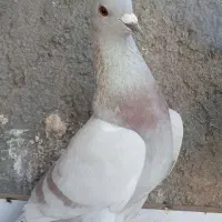 جفت