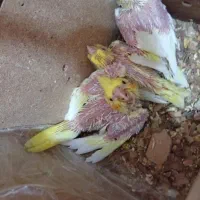 جوجه لوتینو سالم