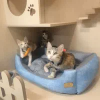 واگذاری گربه‌ی مادر و دو بچه (تک‌تک یا باهم)
