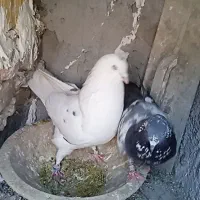 ارکح
