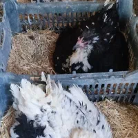 مرغ کرچ گلین