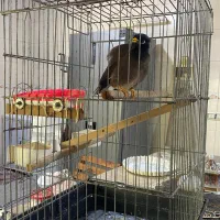 مرغ مینا سخنگو