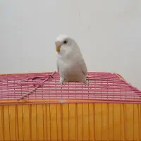 مرغ عشق