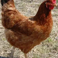 مرغ تخم گزارمحلی