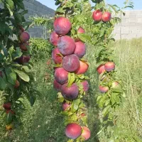 فروش-باغ500متری-حصارکشی-شده