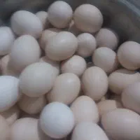 تخم مرغ محلی