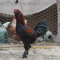 خروس مرندی