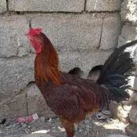 خروس دورگ لاری