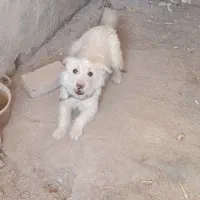 سگ نر پشمالو