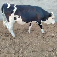 گوساله ماده