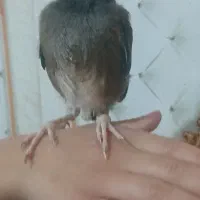 جوجه مینا شاه تخم