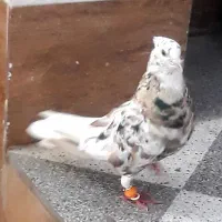 فروش سبز دم سفید ونر کوهی دم سفید