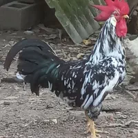 خروس لگهورن اصل