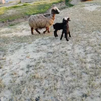 میش بره دوقلو