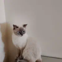 گربه رگدال