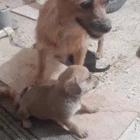 سگ پاکوتا