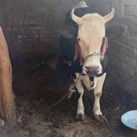 پنج کیسه ارد با گاو ماده گوشتی چاق