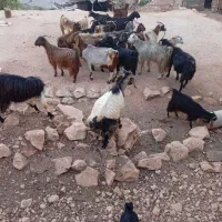 فروش بز چپش
