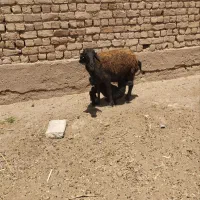 سلام میش بره دار