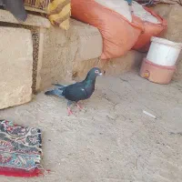 کبوتر