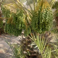 تعداددرخت خاصیو وشاغنی