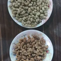 توت خشک
