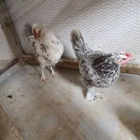 مرغ گلین درجه یک