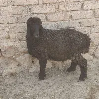 بره ماده