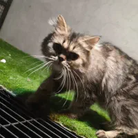 گربه