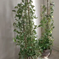 گل طبیعی آپارتمانی پتوس