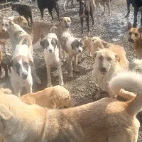 کارگر دائم جهت کار در پناهگاه سگها
