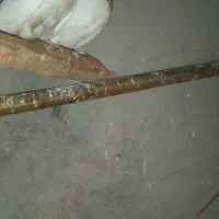 کبوتر|پرنده|ورزقان, |دیوار