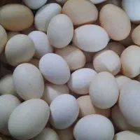 تخم مرغ محلی تازه  و به روز