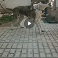 سگ نگهبان