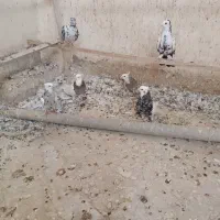 کبوتر