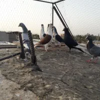 کفترکنه خونه.